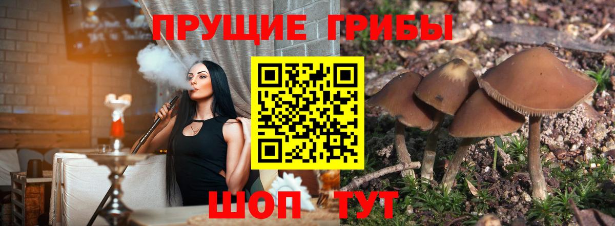 Псилоцибиновые грибы Psilocybe Обнинск